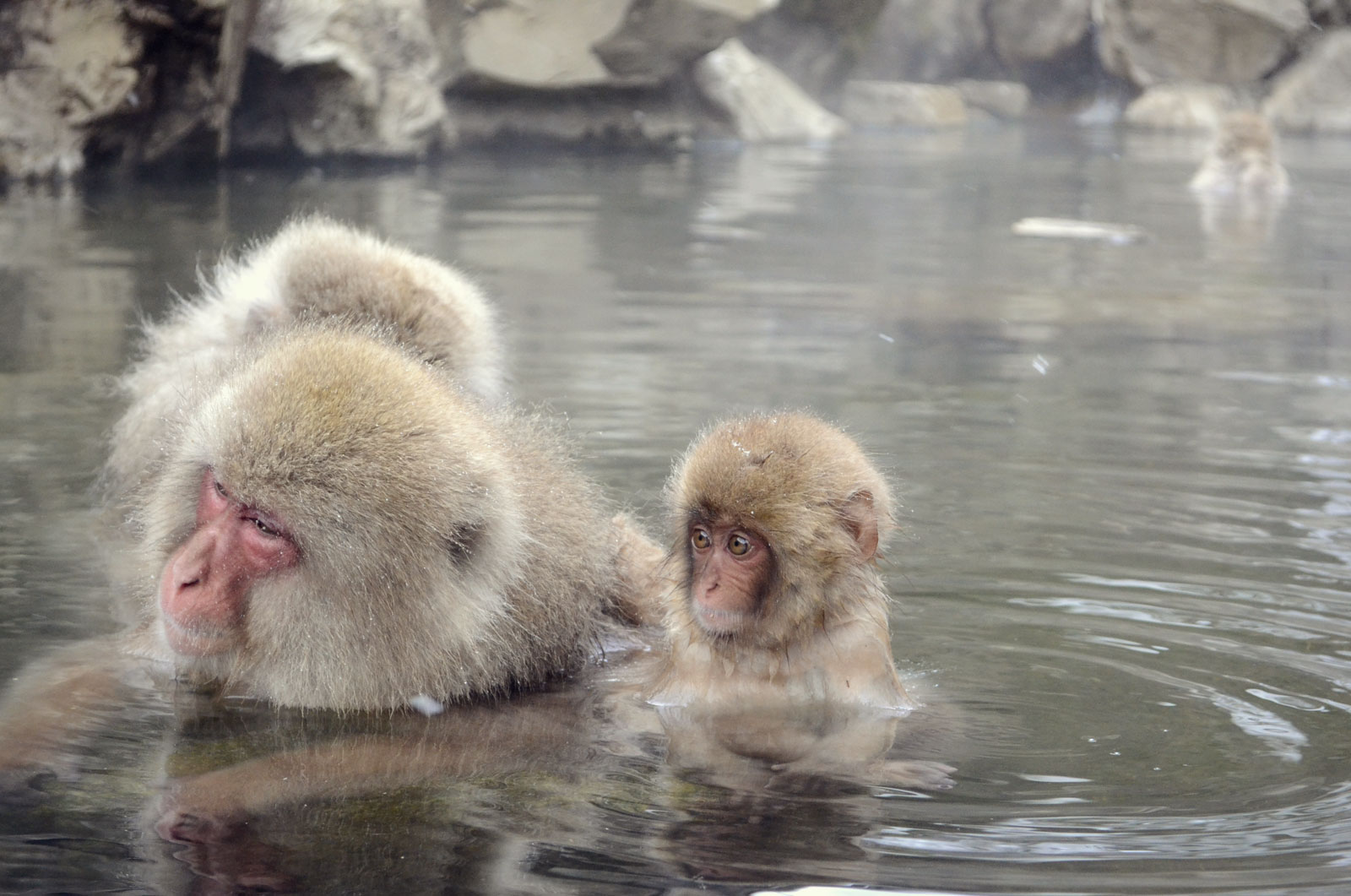 温泉サル